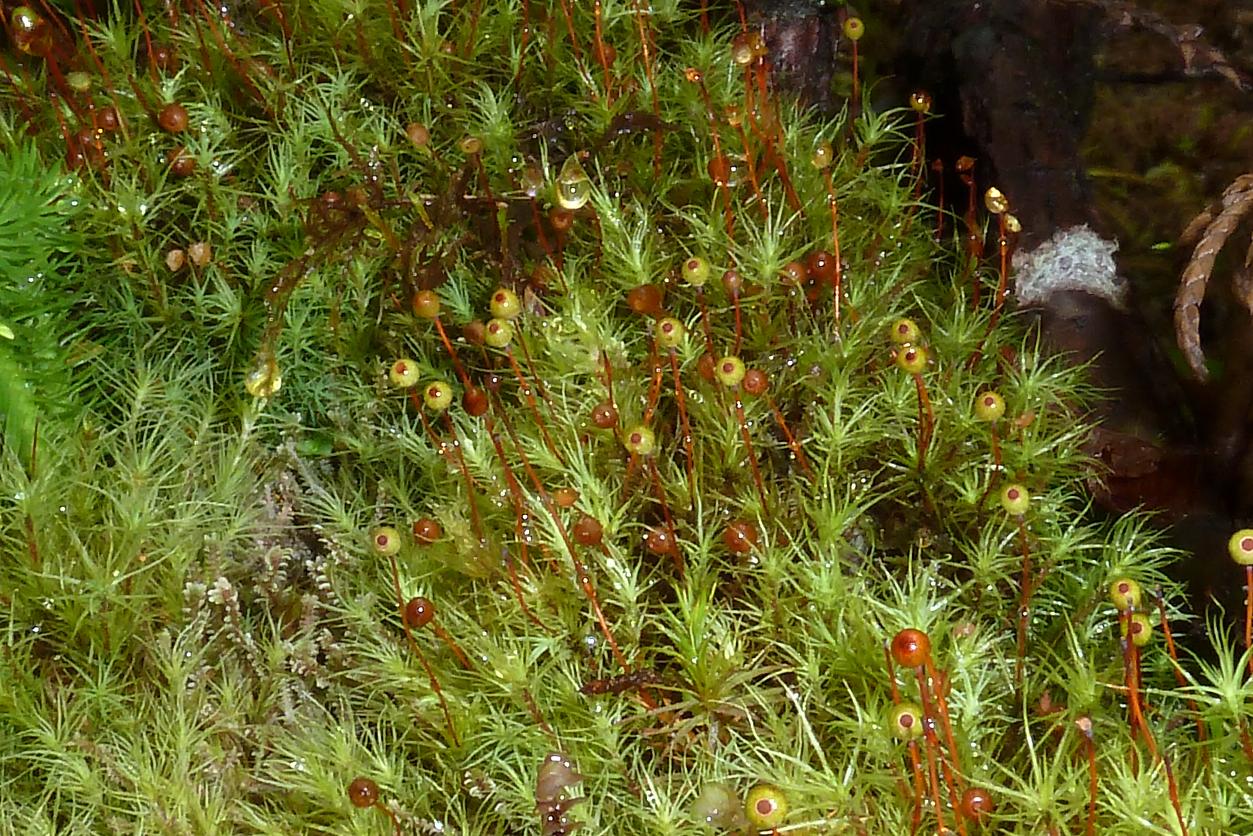 Представитель Семейства Bartramiaceae